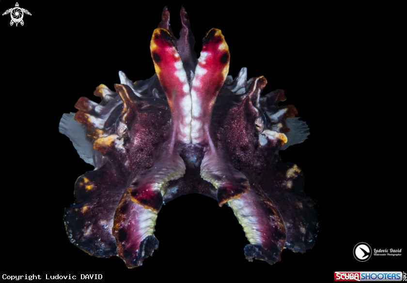 A Flamboyant Cuttlefish