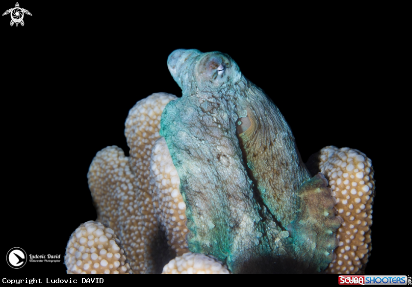 A Day Octopus