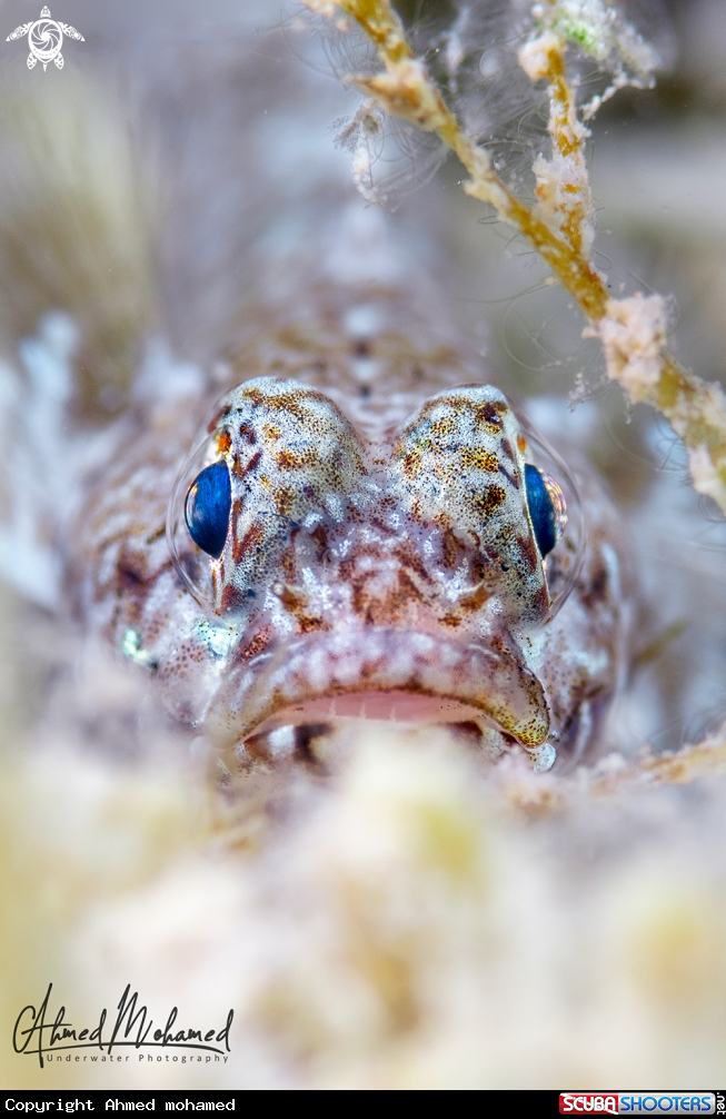 A Goby 