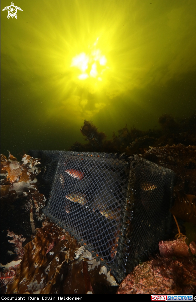A Goldsinny wrasse