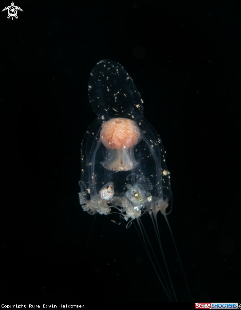 A Hydromedusa