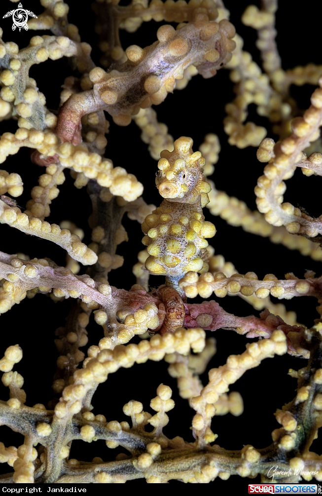 A Pygmy seahorse