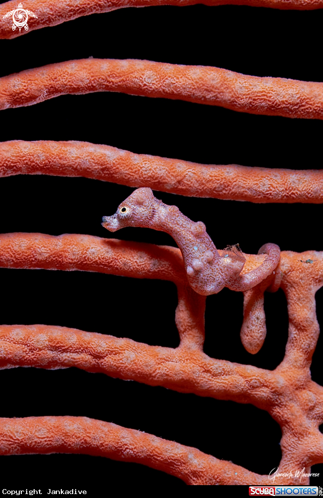 A Pygmy seahorse