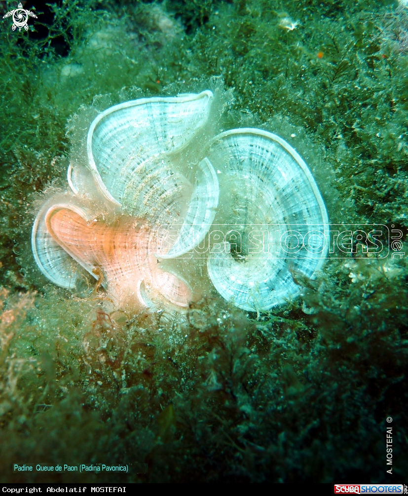 A underwater creature