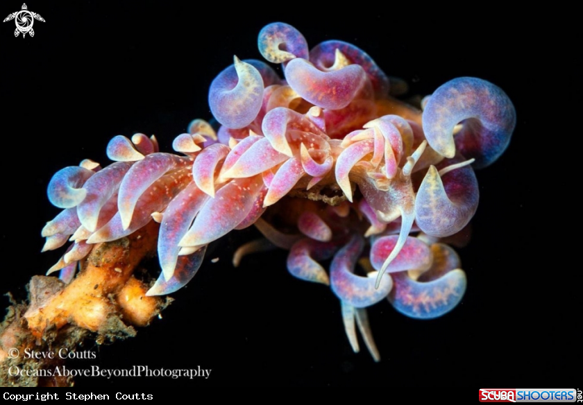 A Phyllodesmium poindimiei