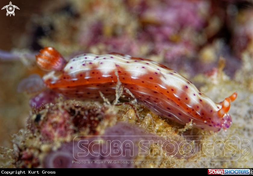 A Nudibranche