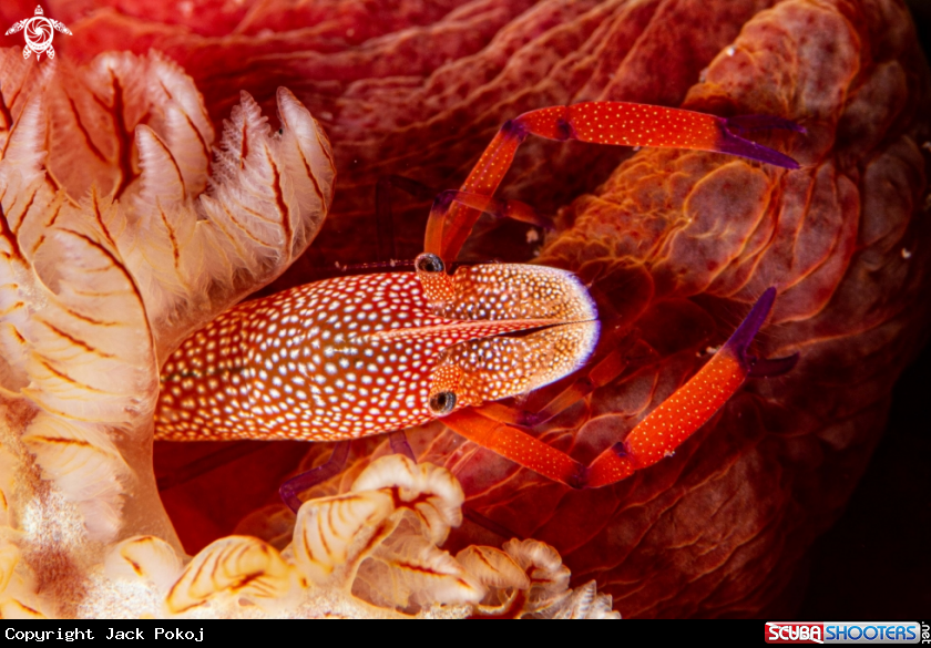 A Emperor shrimp