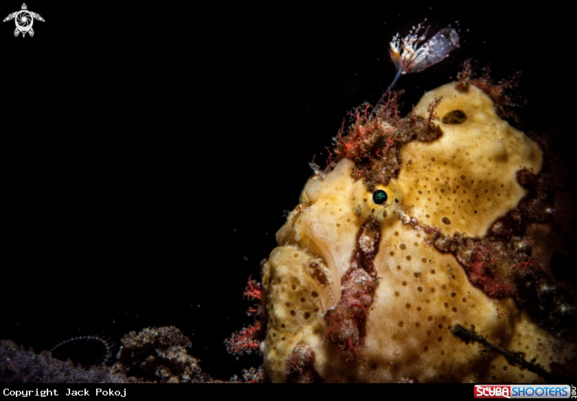 A Warty frogfish