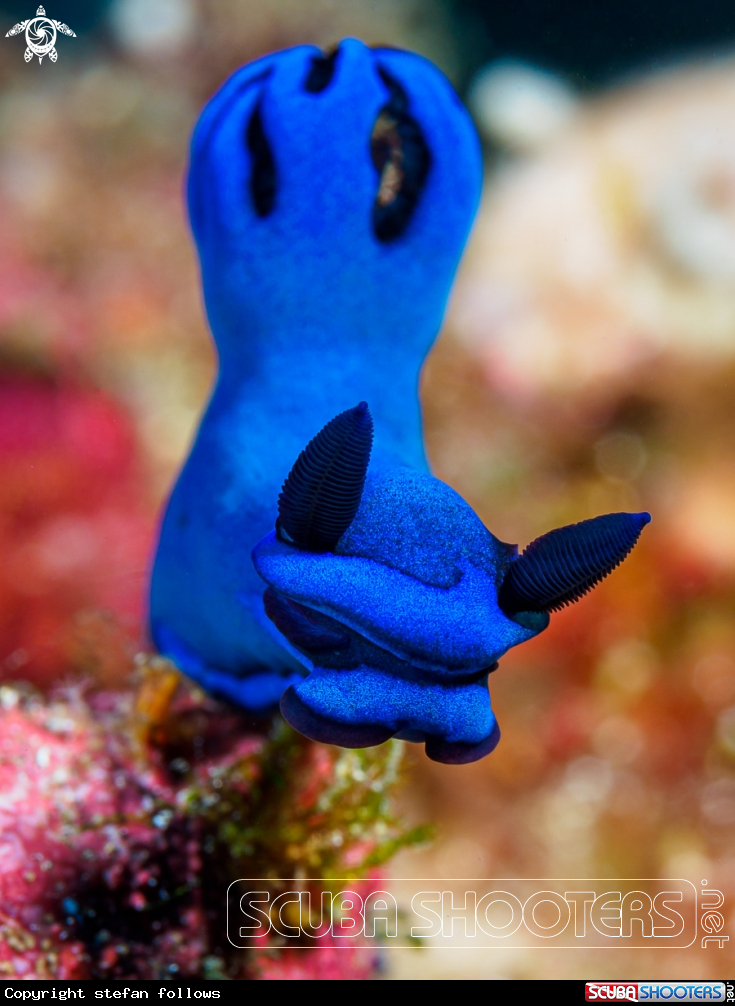 A Nudibranch