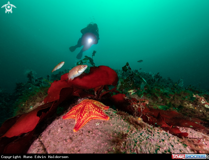 A goldsinny wrasse