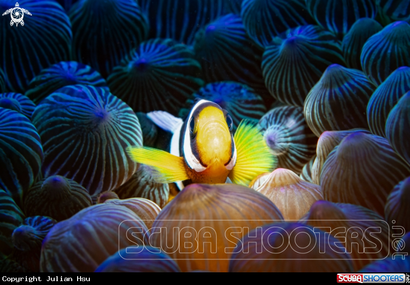 A Anemonefish