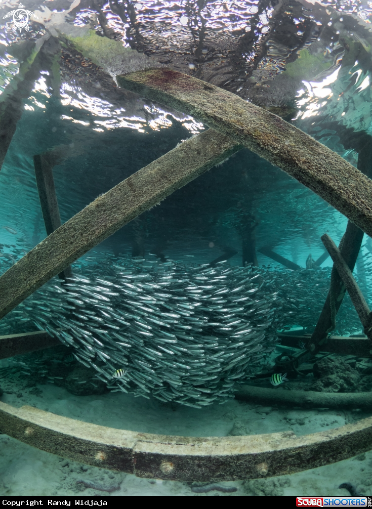 A Fishes