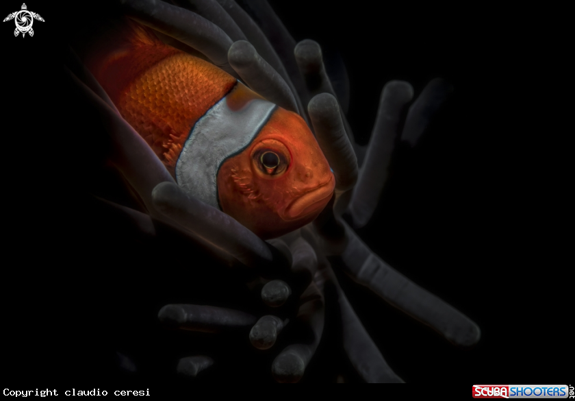 A clownfish