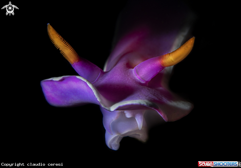 A Hypselodoris variobranchia