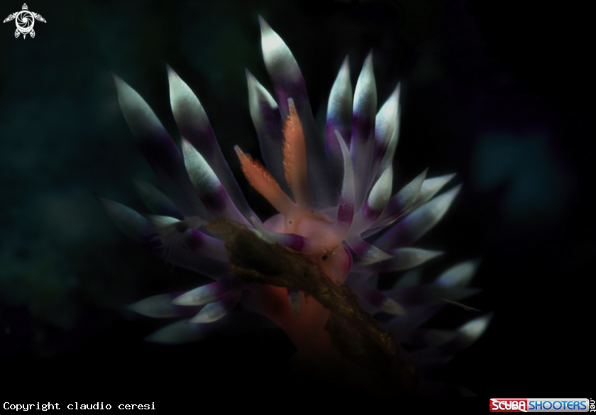 A flabellina
