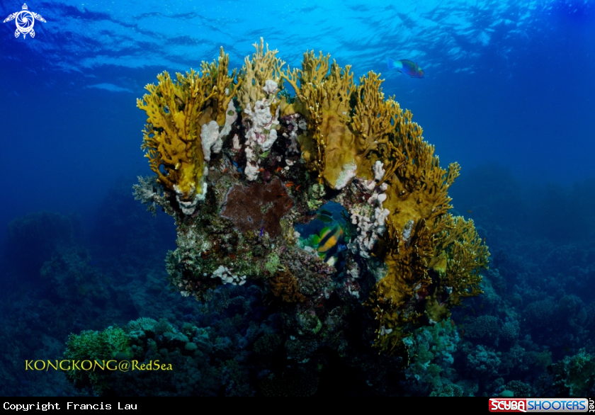 A Hard Coral