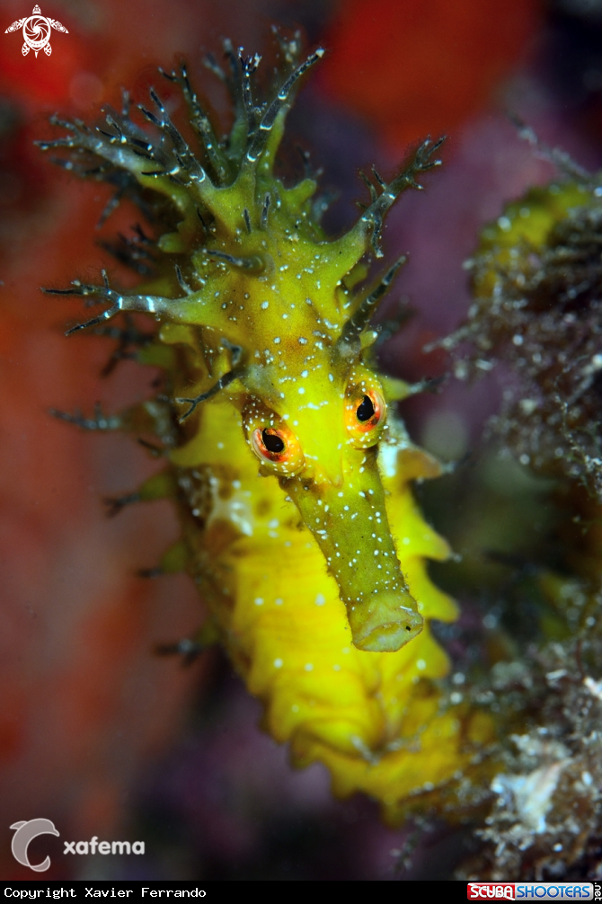 A Seahorse