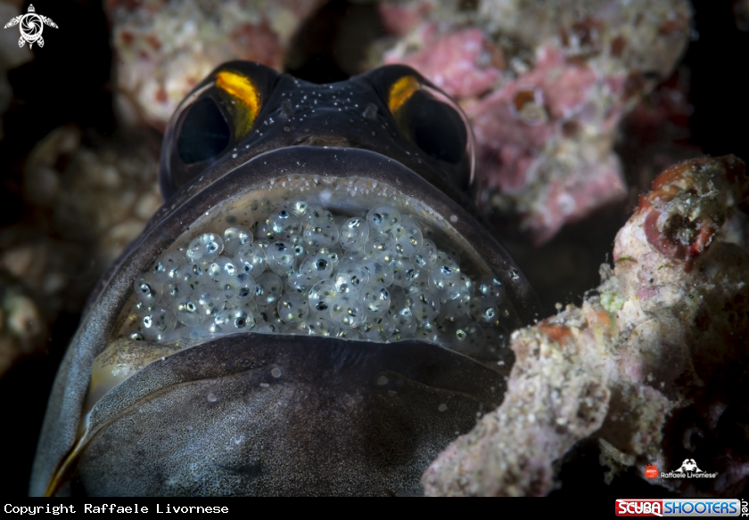 A Jaw fish