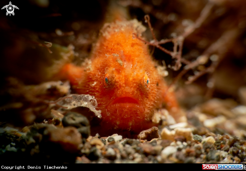 A FROGFISH