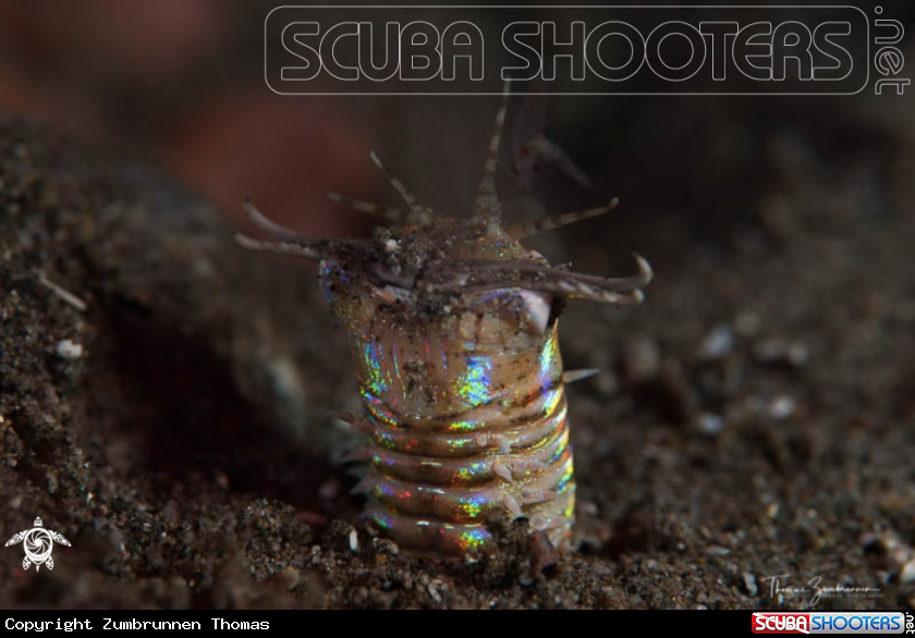 A Bobbit Worm 