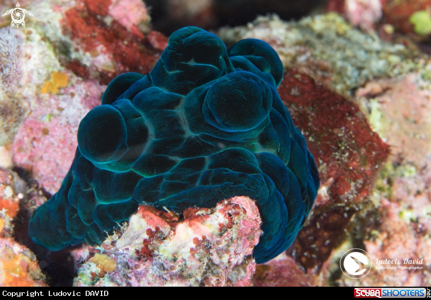 A Black Velutinid