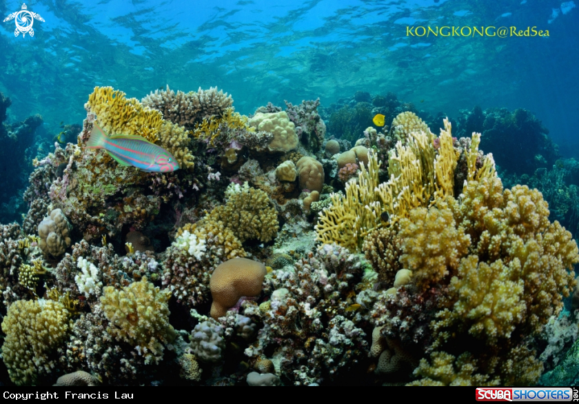 A Shallow Coral Reef