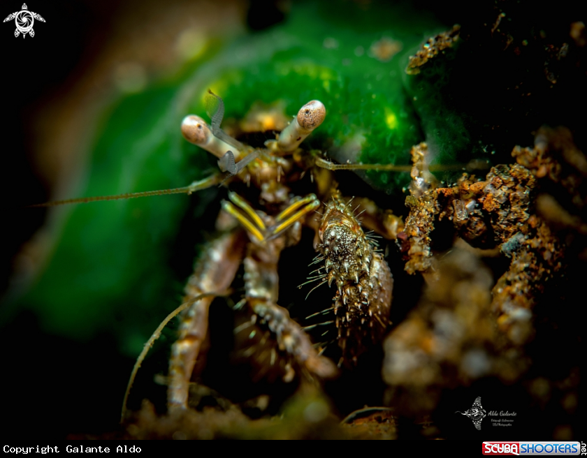 A Hermit Crab