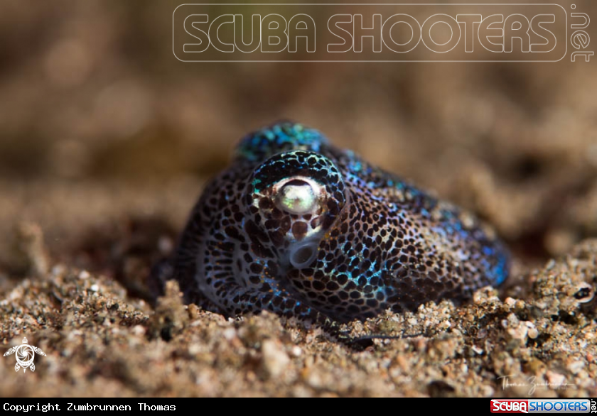 A Bobtail Squid 