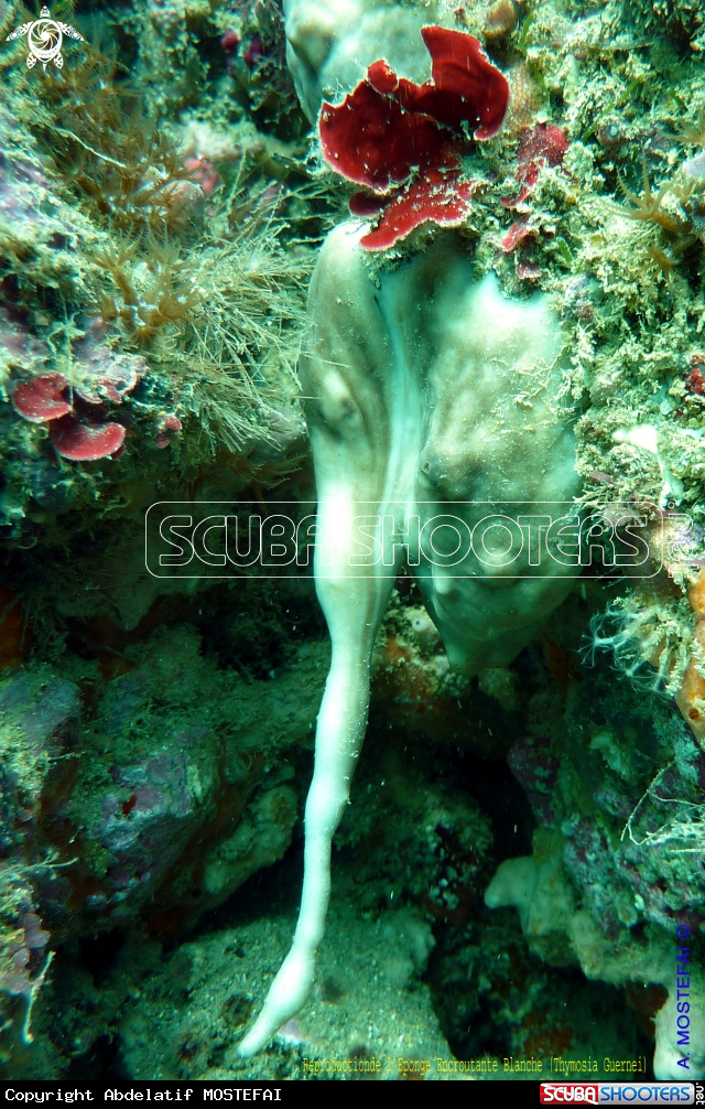 A underwater creature
