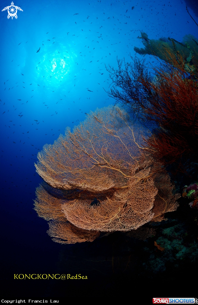 A Gorgonians 
