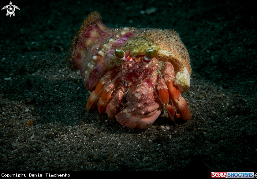 A CRABS