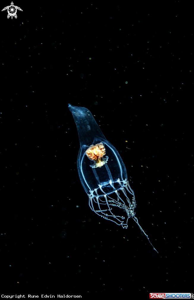 A Hydromedus