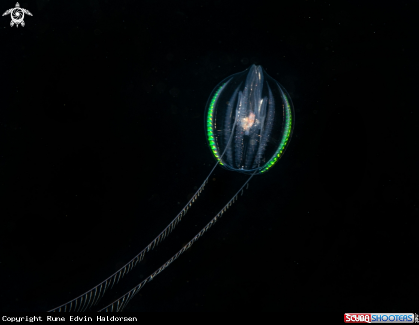 A Sea gooseberry