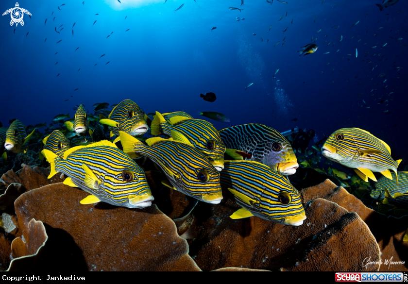 A Sweetlips