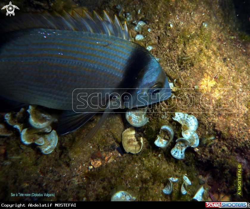 A underwater creature