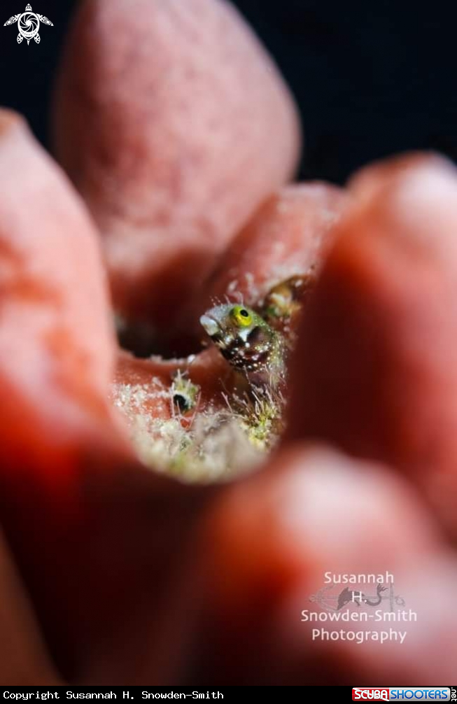 A Secretary Blenny