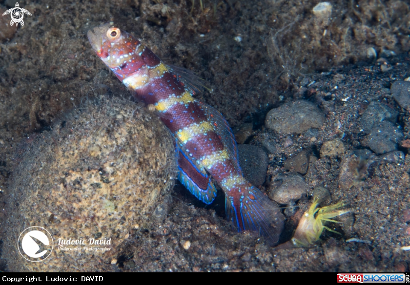 A Gorgeous Shrimpgoby