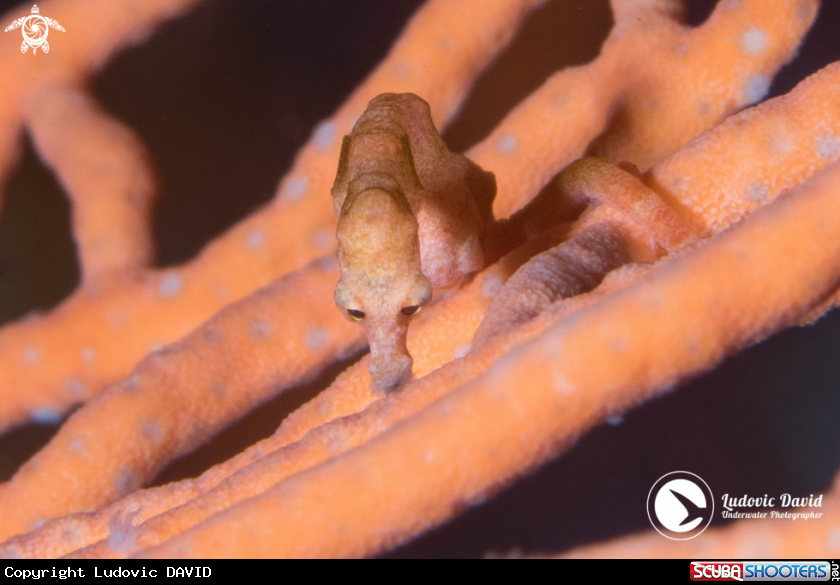 A Denise Pygmy Seahorse