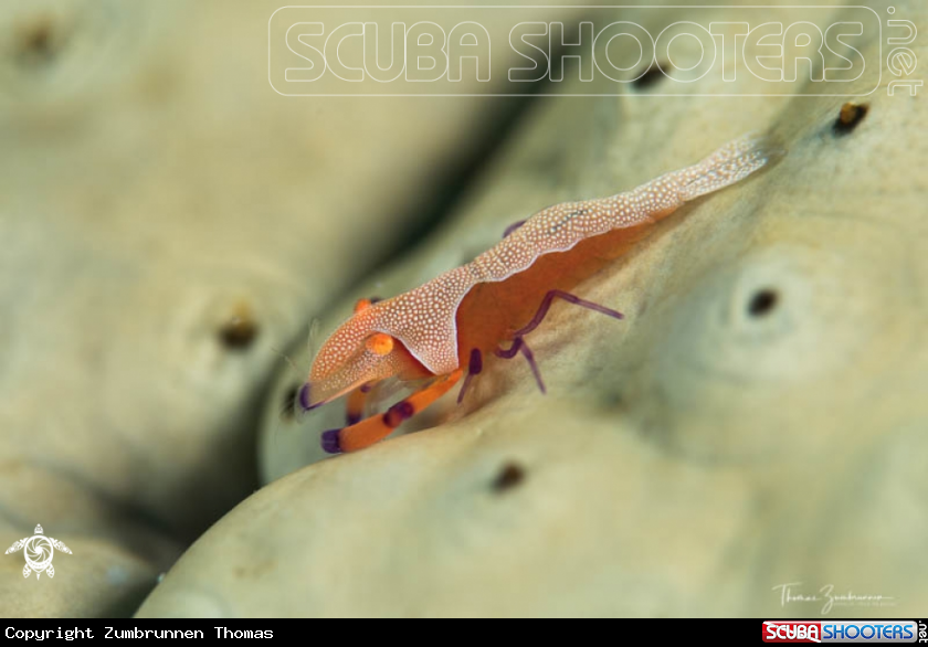 A Emperor Shrimp