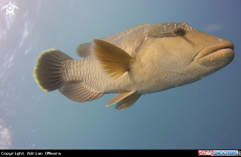 A Maori Wrasse