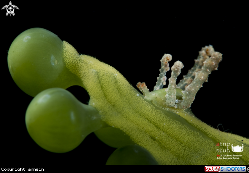 A Lobiger sp.