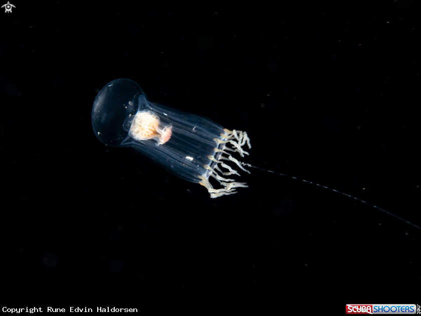 A Hyrdromedusa
