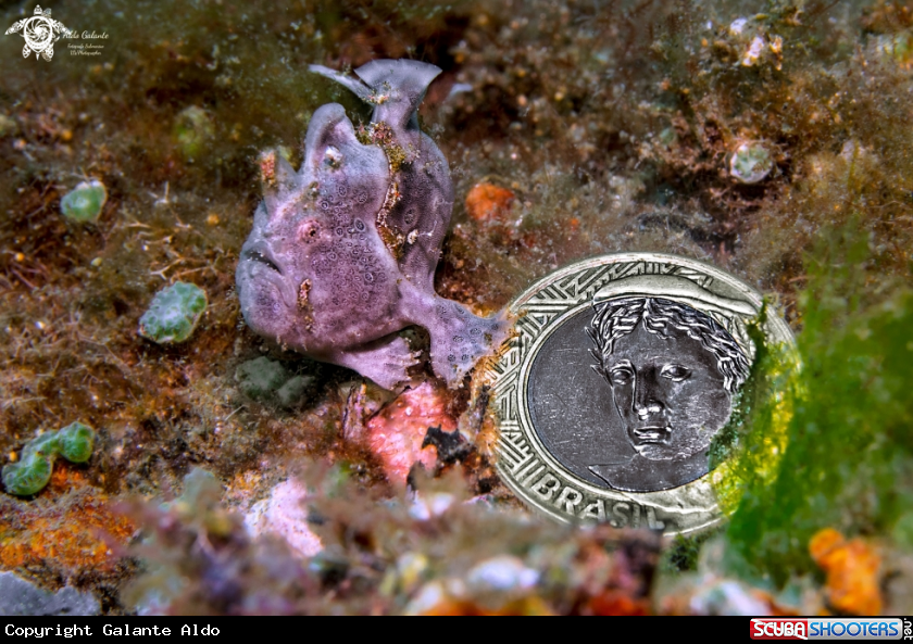 A Frogfish