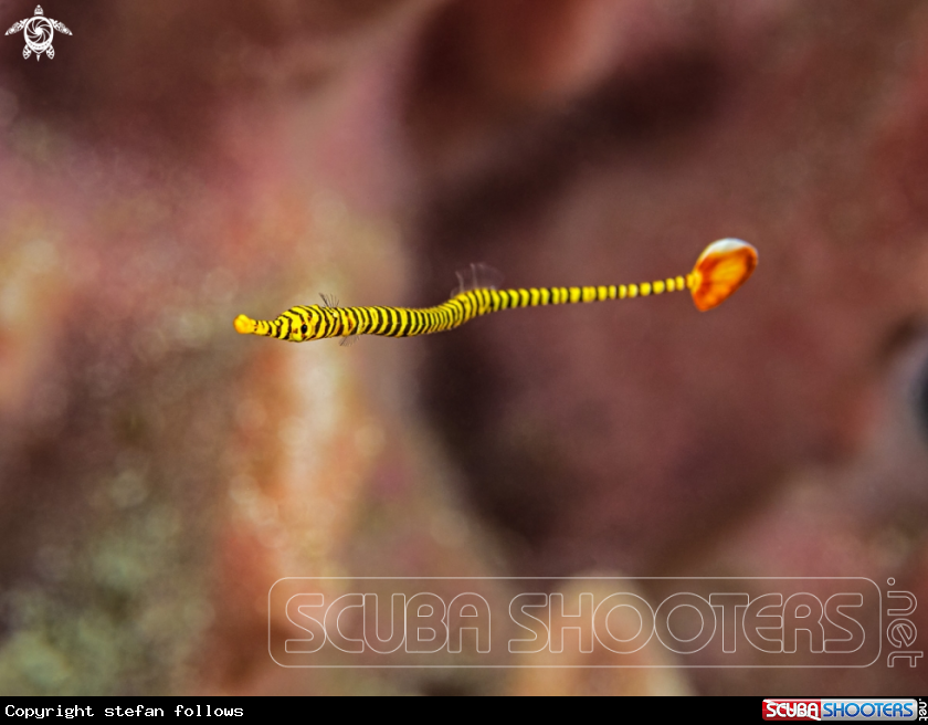 A Orange Pipefish 