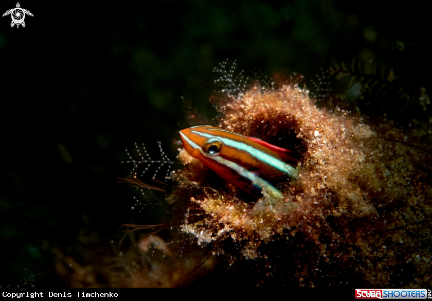 A FISH
