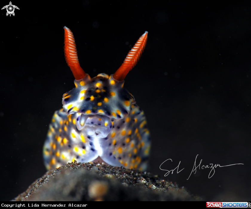 A Hypseledoris infucata