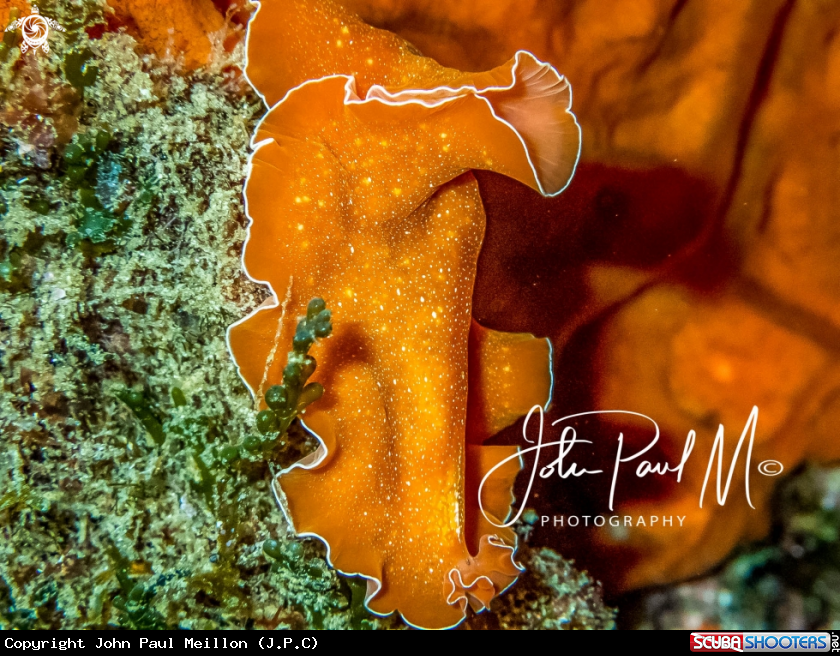 A  planaire orange