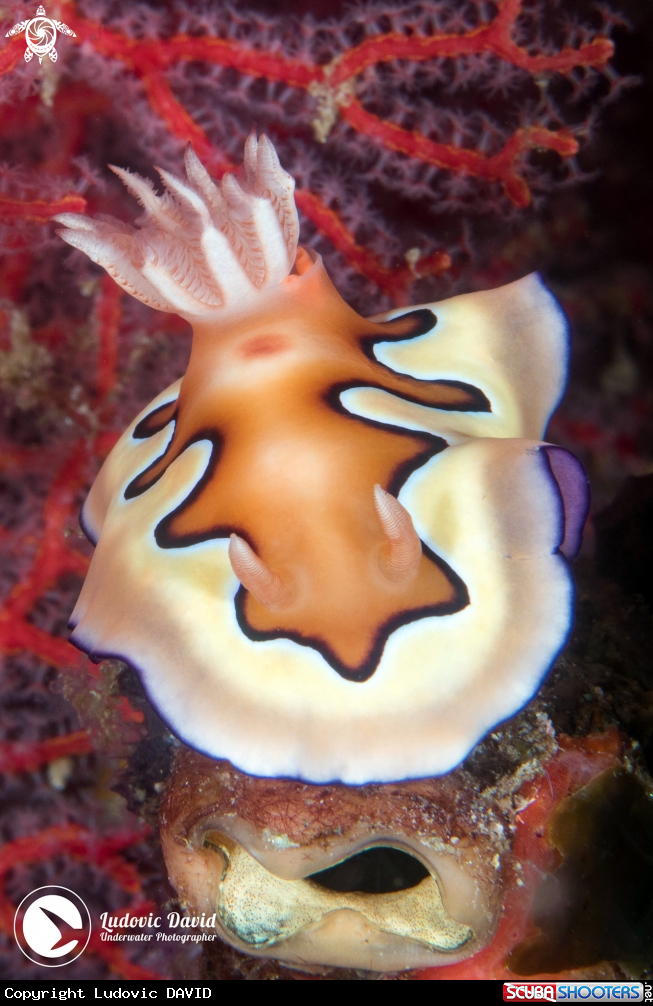 A Coi's Goniobranchus