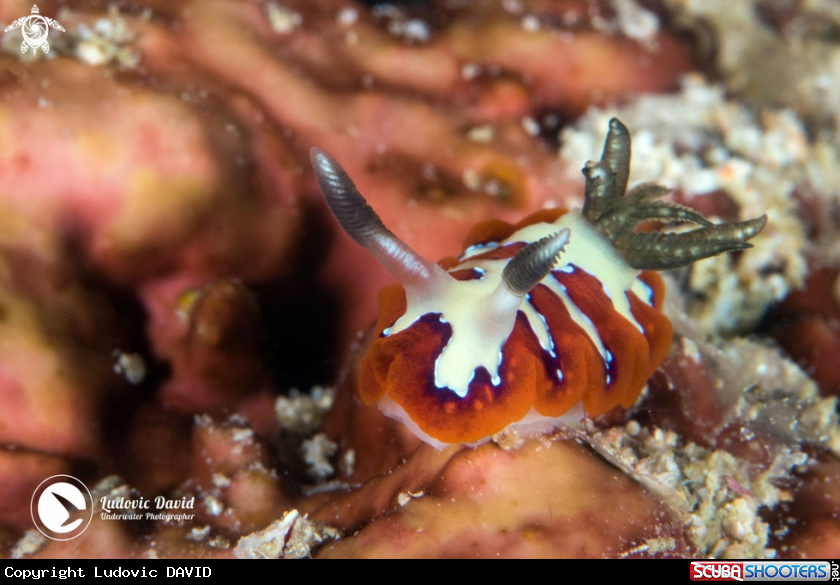 A Creamy Goniobranchus