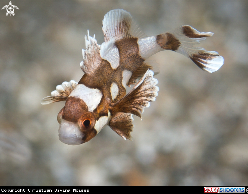A Juvenile Harlequin Sweetlips